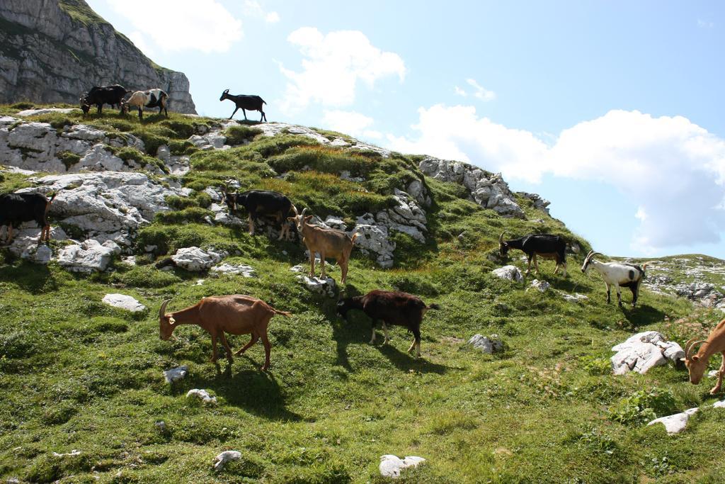 Hotel Alp 3*